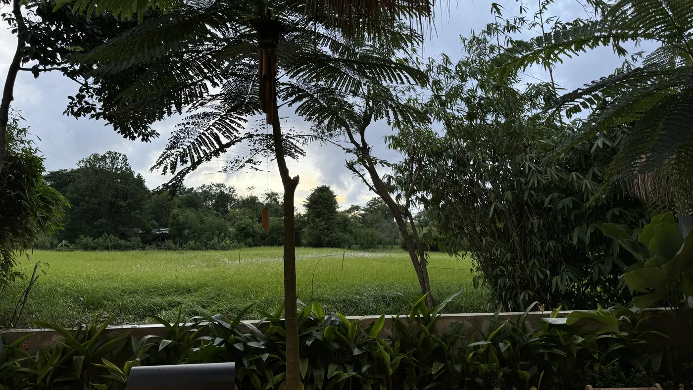 A green rice field and tall trees seen from the villa under a cloudy sky