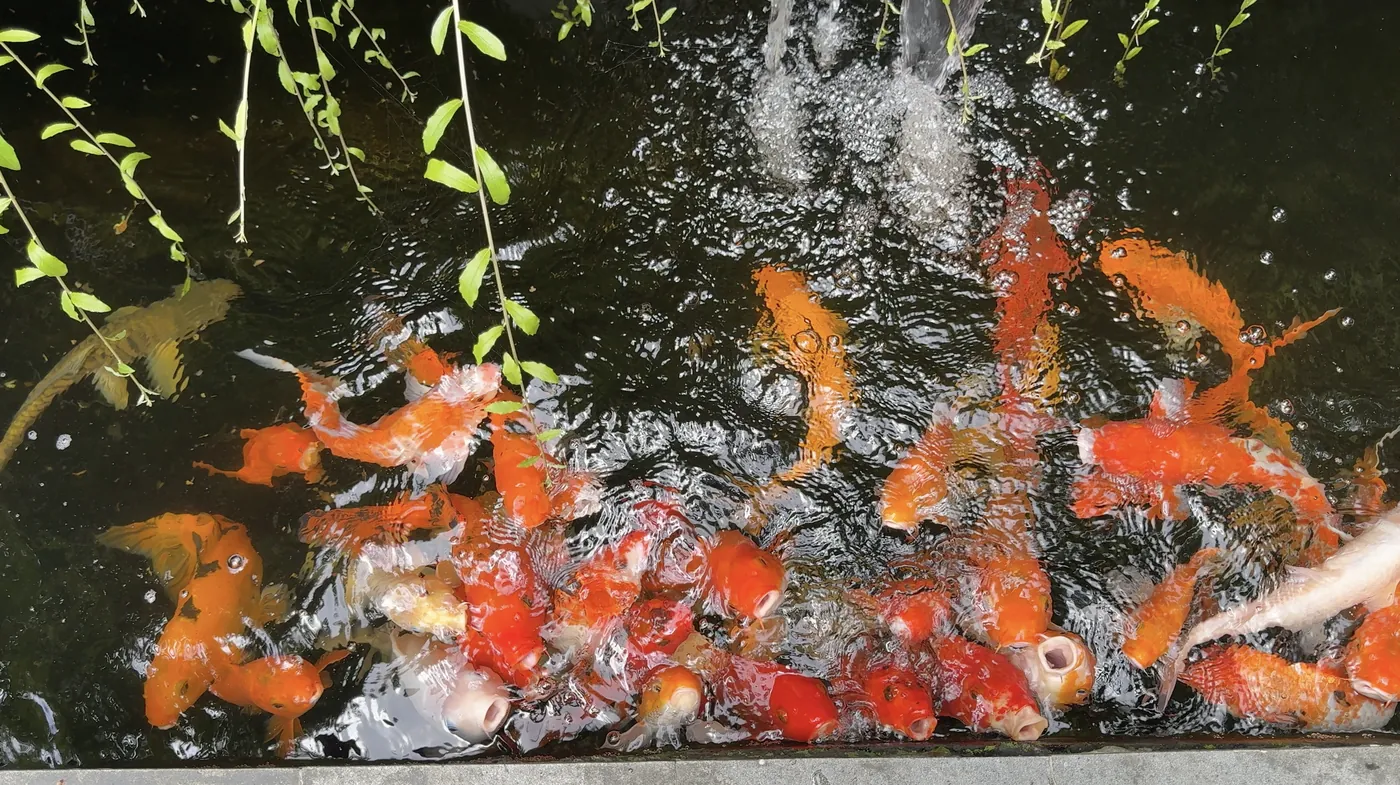 Orange koi fish swimming in a dark pond