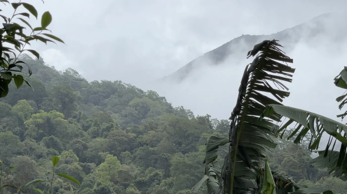 Mist over a forested hillside beside a banana leaf