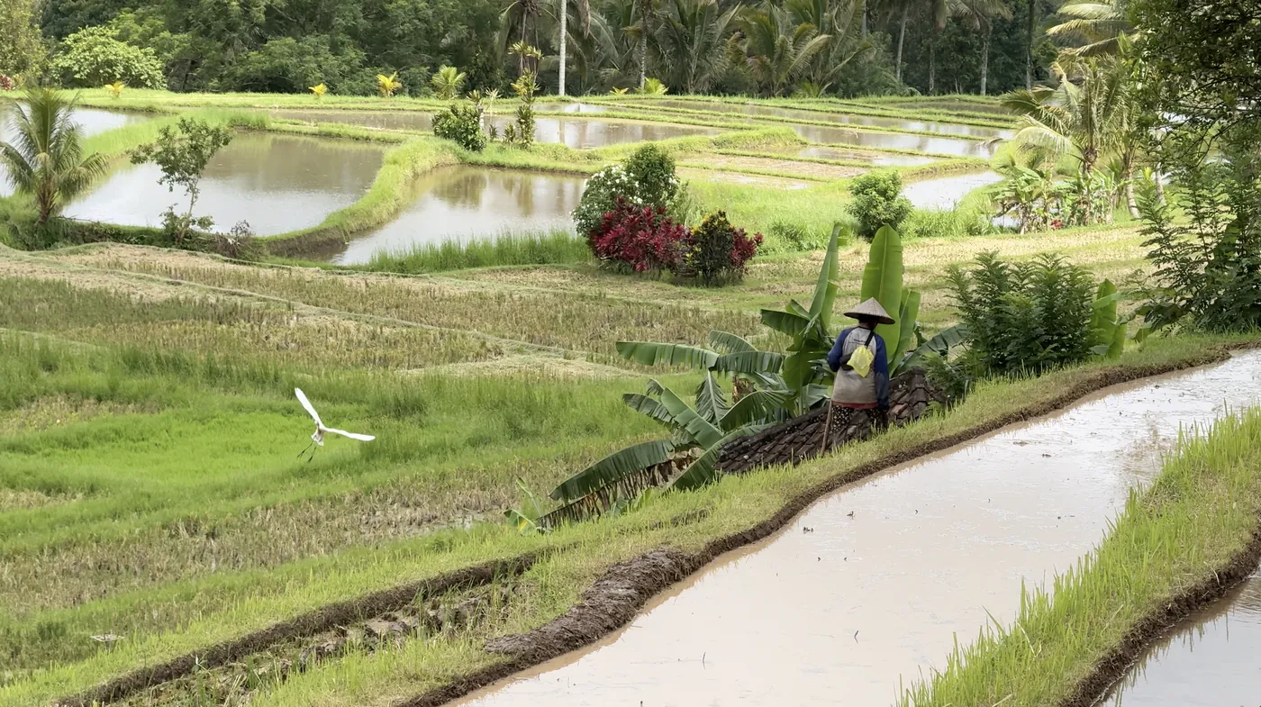 A farmer standing among flooded rice terraces