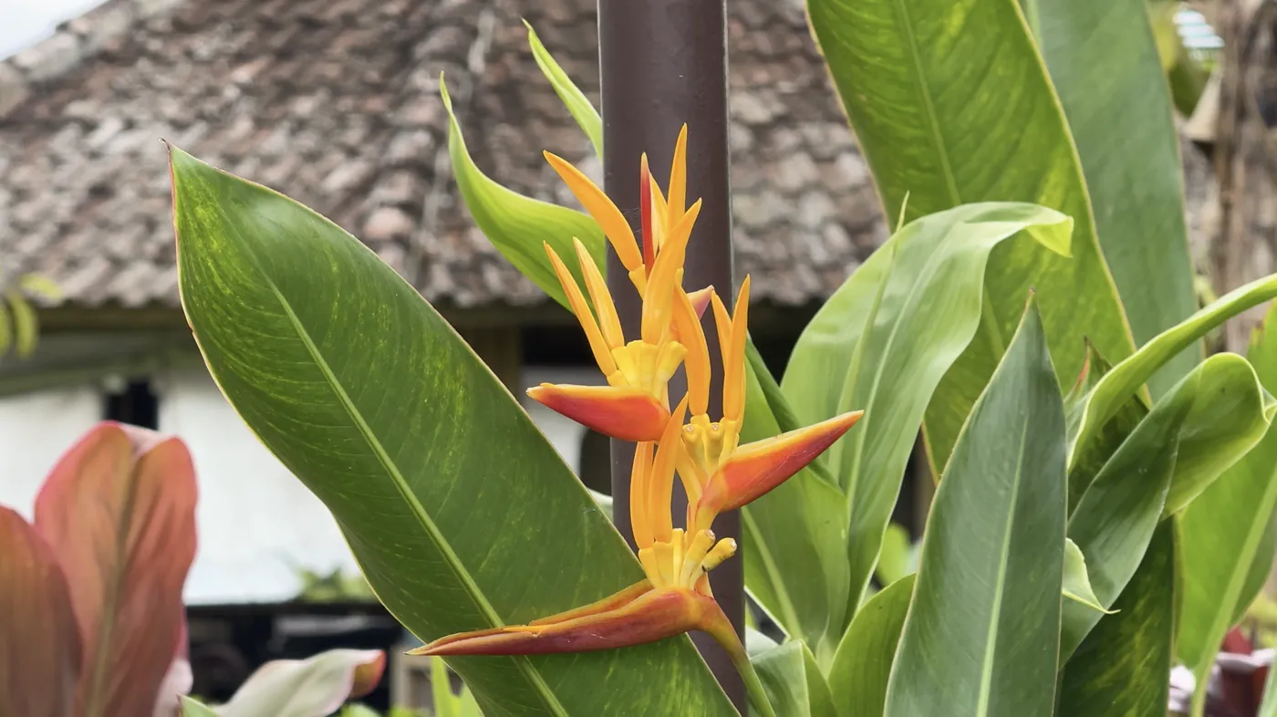 An orange heliconia flower in front of a tiled roof