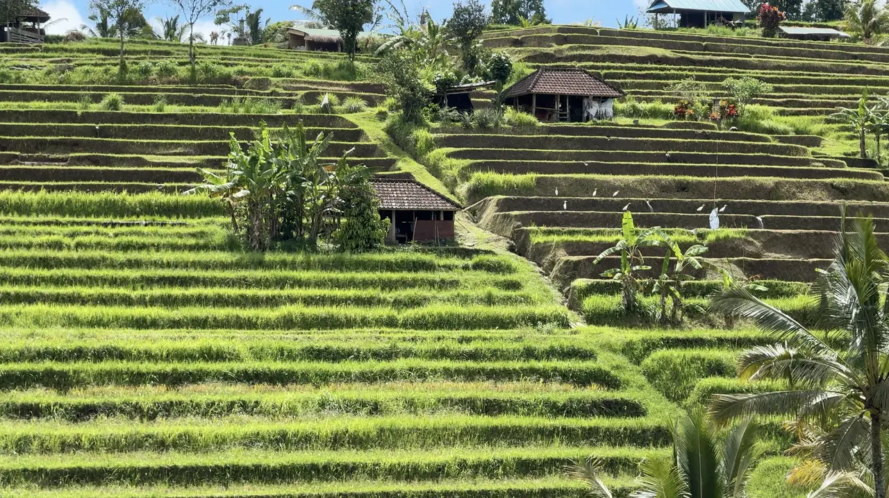 Green rice terraces with small huts and egrets under a blue sky