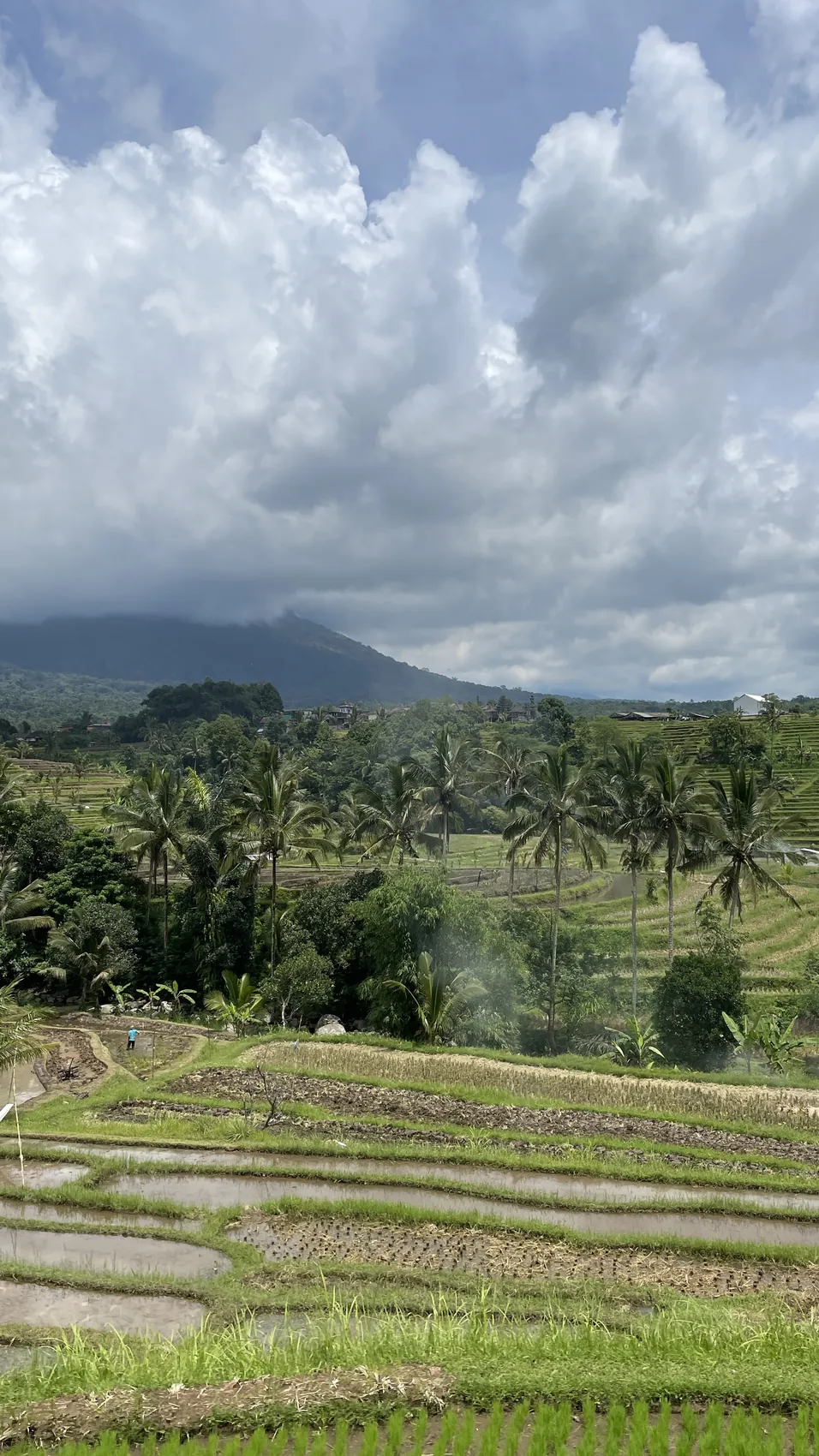 Rice terraces with palm trees and big clouds over the mountains in 2022