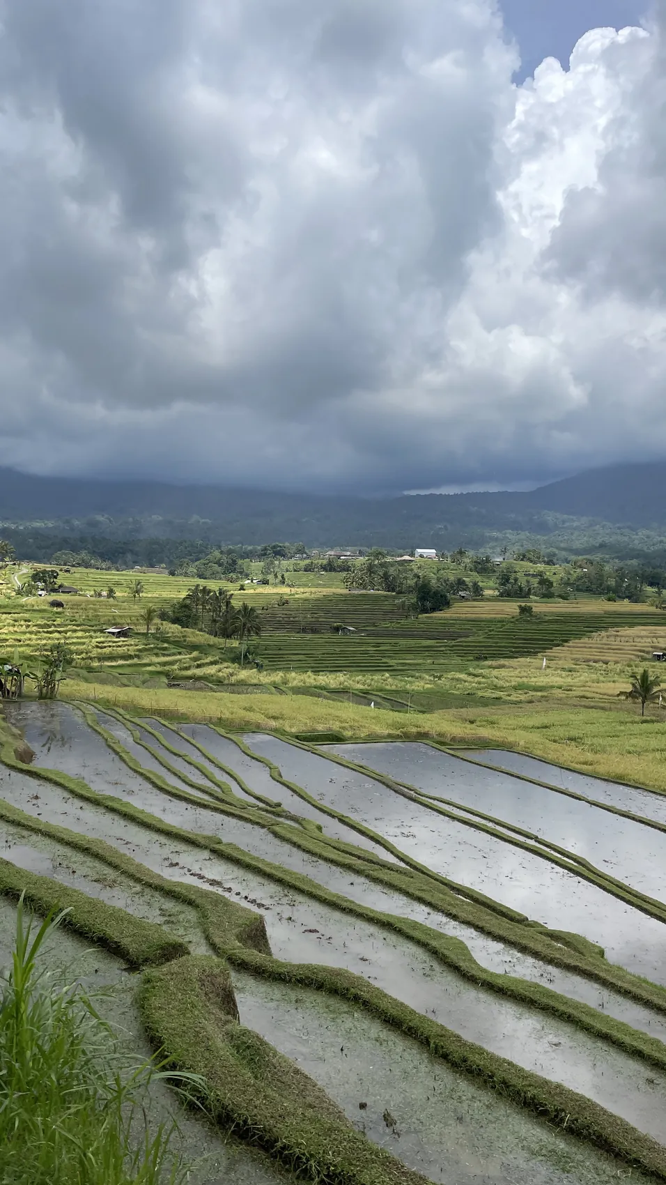 Flooded rice terraces reflecting the grey sky