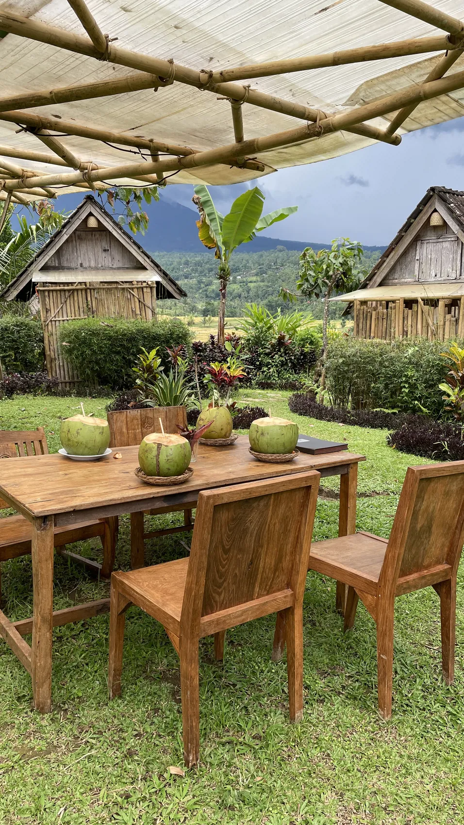 A wooden table with fresh coconuts under a bamboo roof among the huts