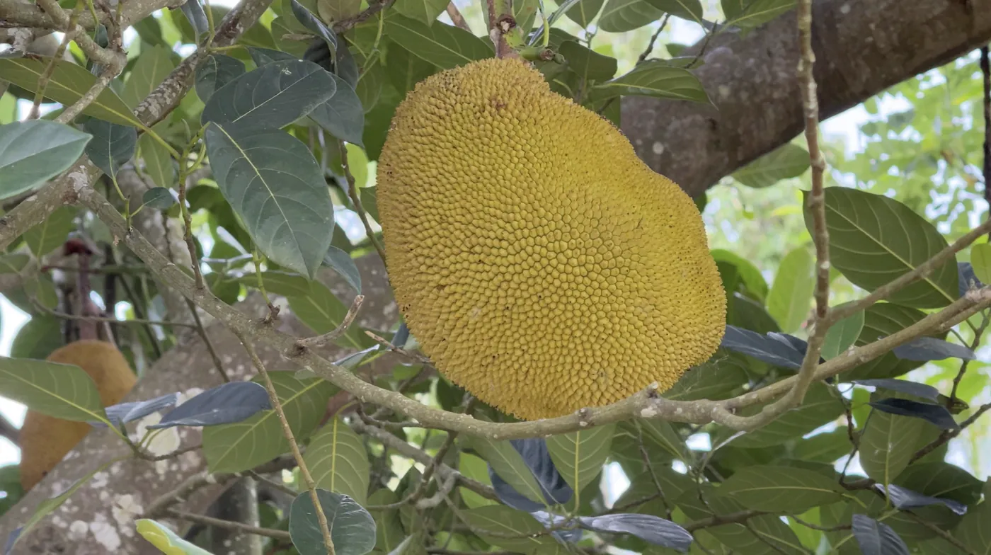 A large jackfruit hanging from a tree branch