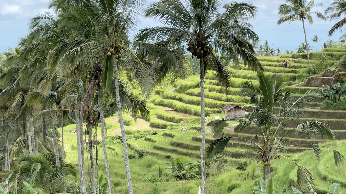 Palm trees over stepped rice terraces