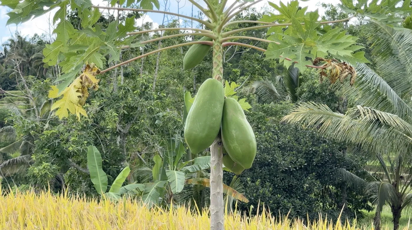 A papaya tree with two green fruits above golden rice