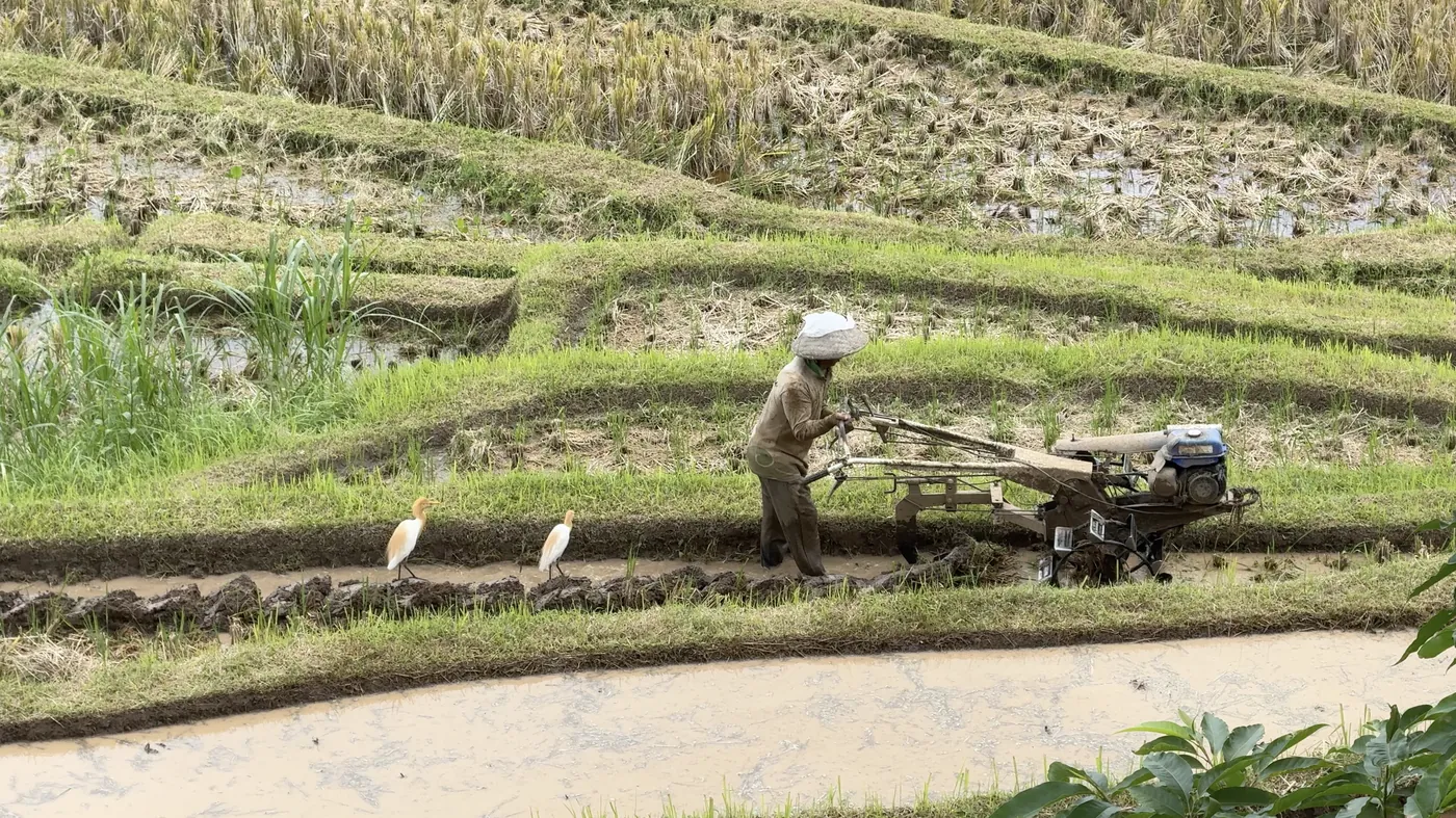 A man ploughing a terrace with a walking tractor while egrets follow