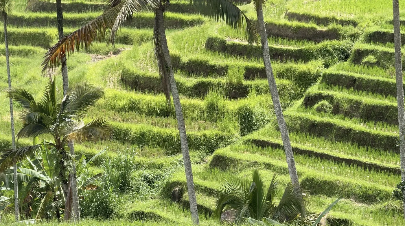 Close view of green stepped rice terraces between palm trunks
