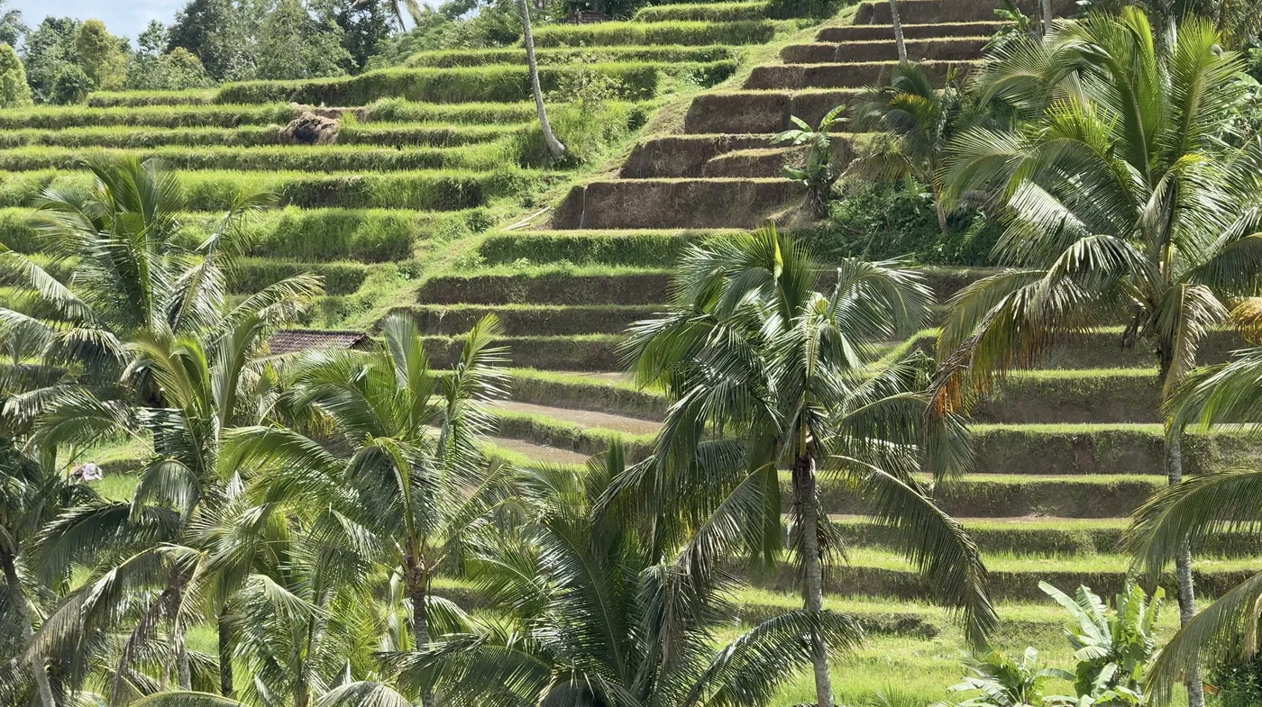 Rice terraces climbing a hillside among palm trees