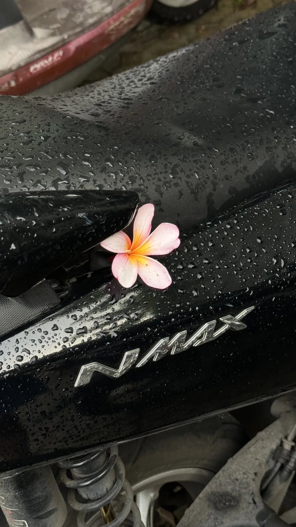 A frangipani flower on the wet black body of the NMAX scooter