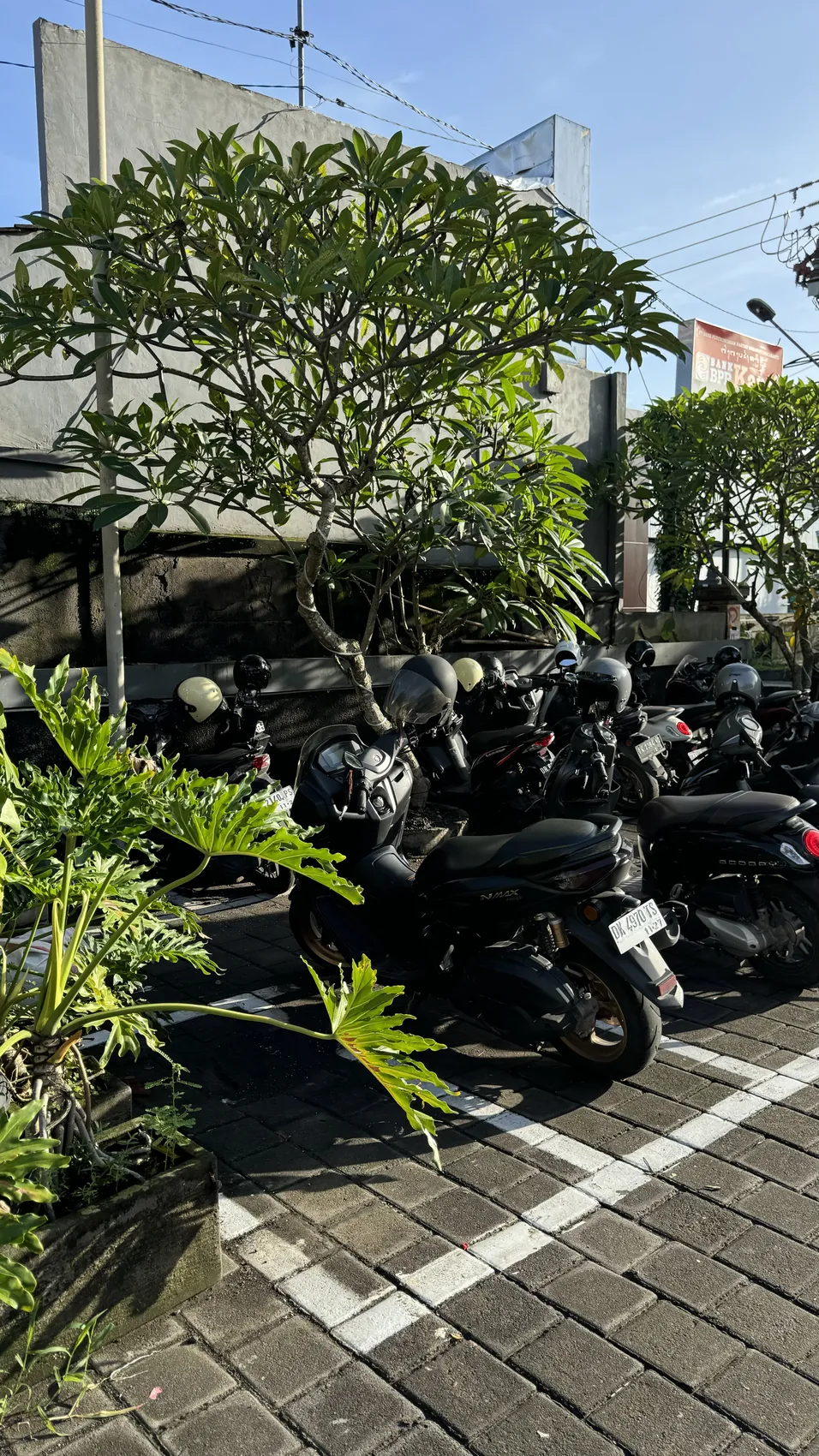 Rows of parked scooters under a frangipani tree