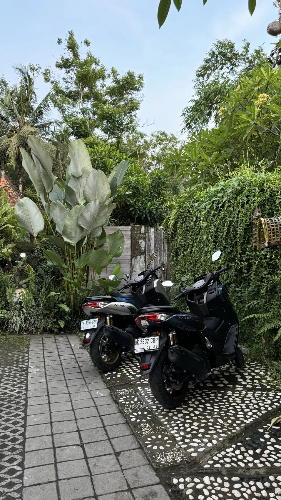 Two scooters parked beside a path with large tropical leaves