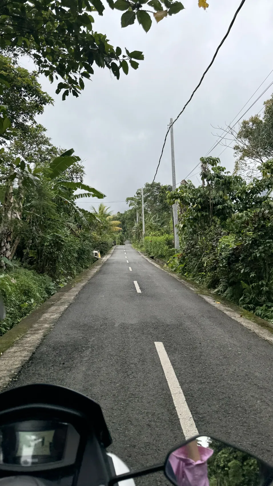 A wet empty road lined with green trees under a grey sky