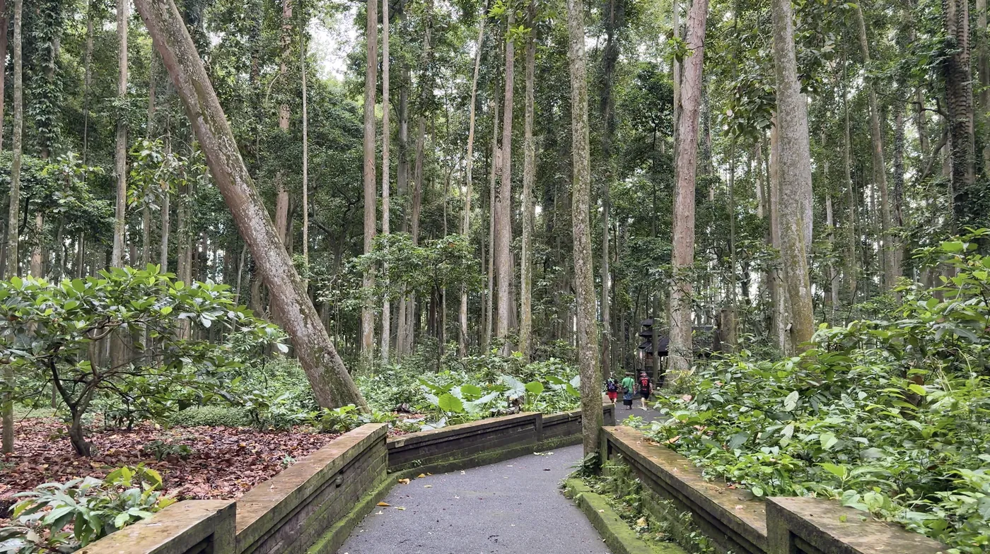 A paved path through tall forest trees and green plants