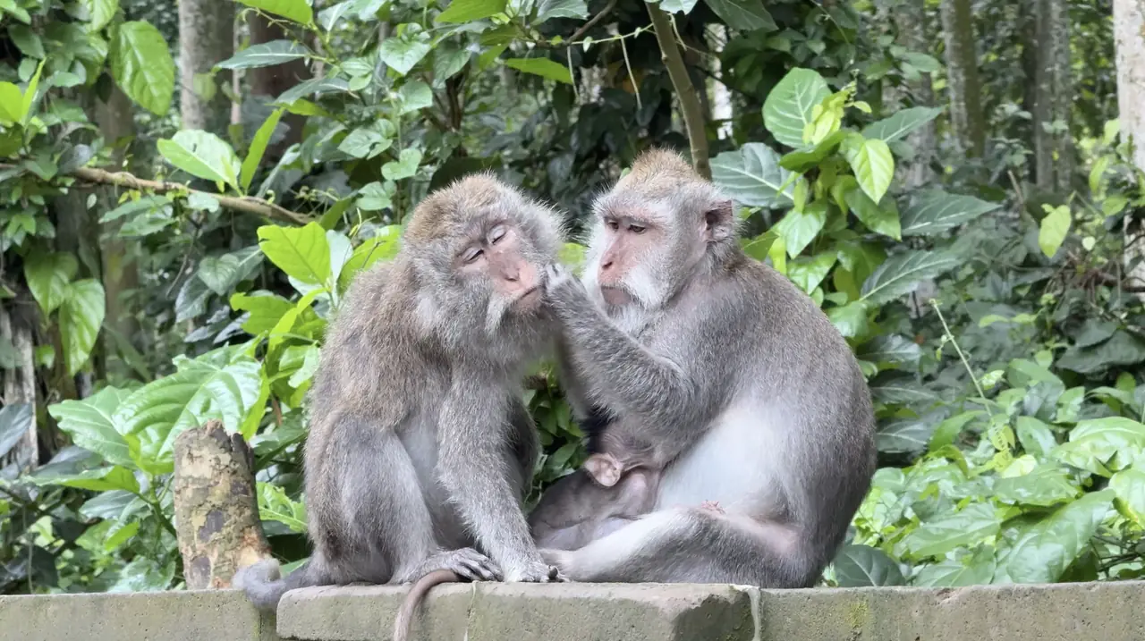 Two monkeys grooming each other on a wall in Sangeh Monkey Forest