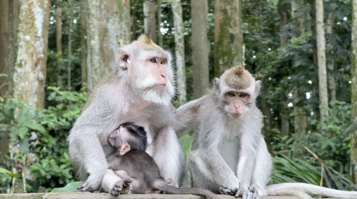 A mother monkey with a baby and another monkey beside her on a wall in Sangeh Monkey Forest