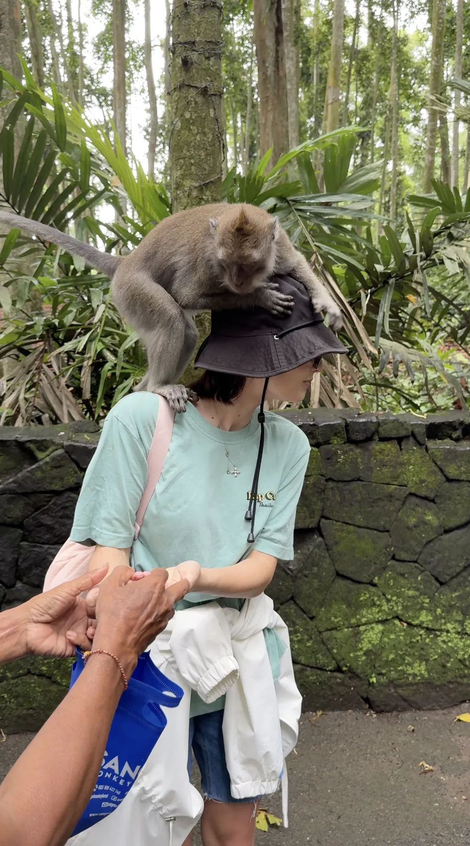 A monkey sitting on my bucket hat with a staff member’s hands nearby