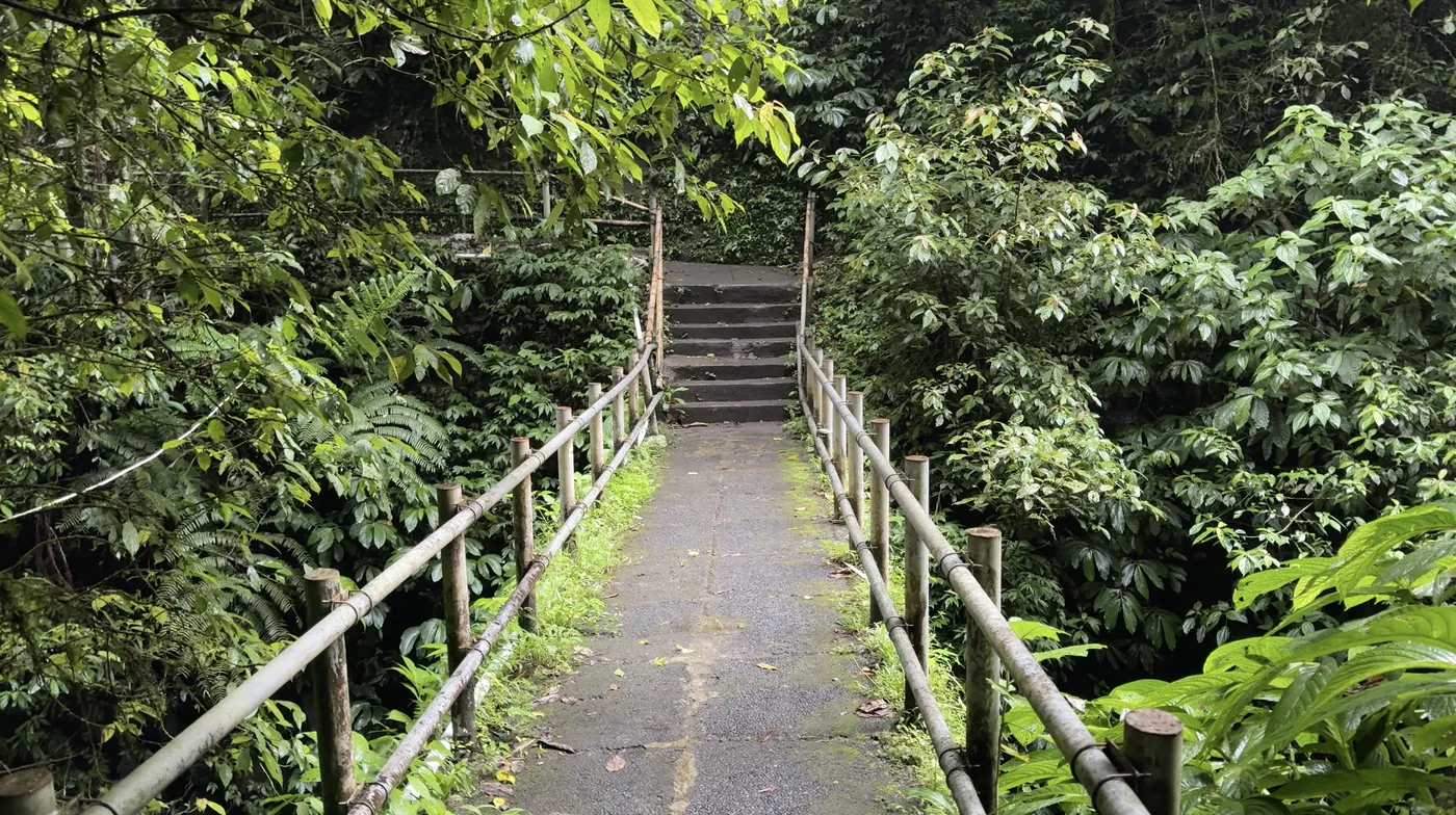 A concrete path with bamboo railings leading to steps through green forest