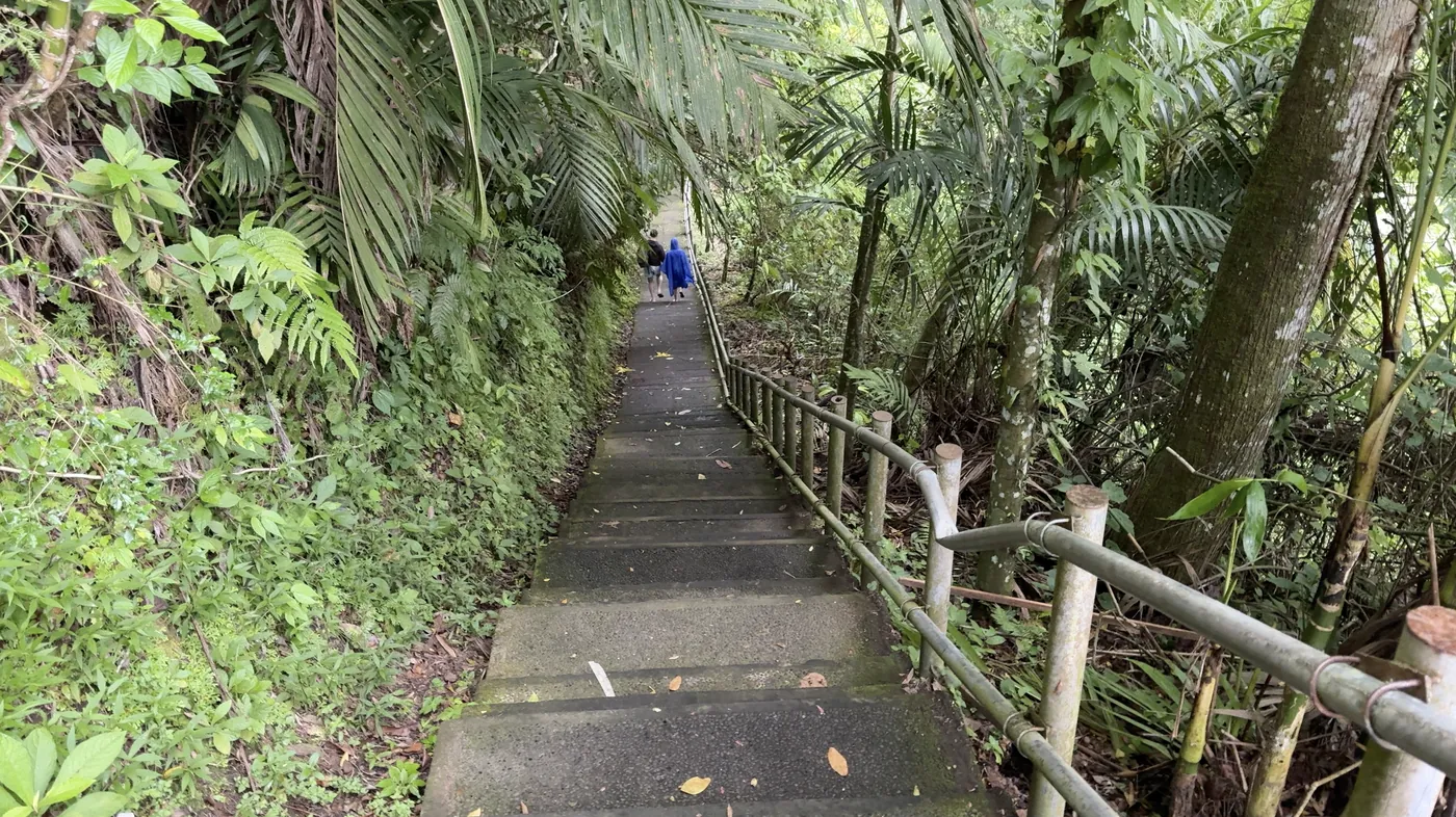 A long concrete staircase with a bamboo railing leading down through jungle