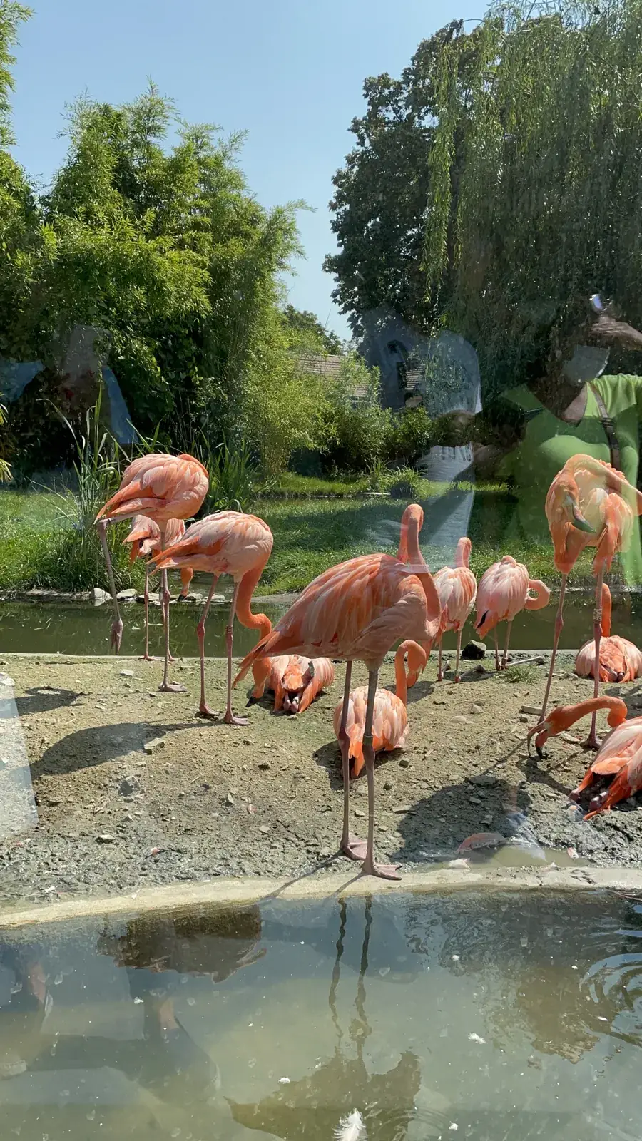 Flamingos at the water's edge, photographed through glass