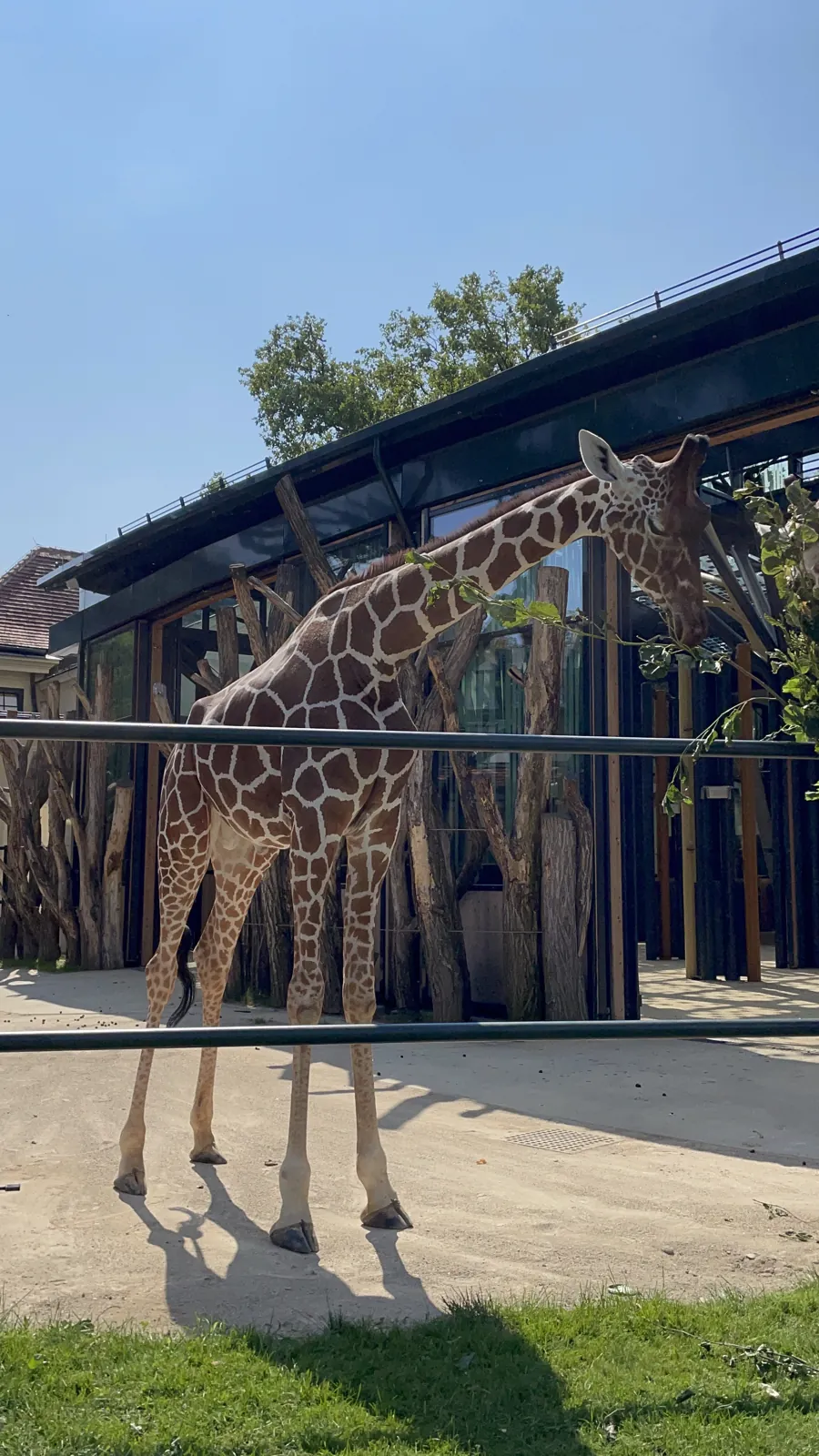 A giraffe beside leafy branches