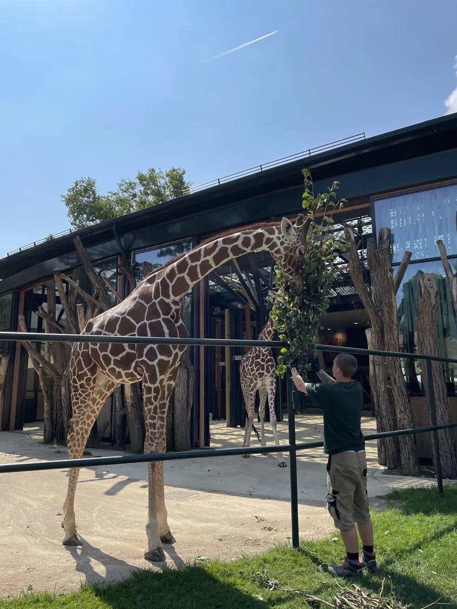 Giraffes reaching towards leafy branches beside their enclosure building