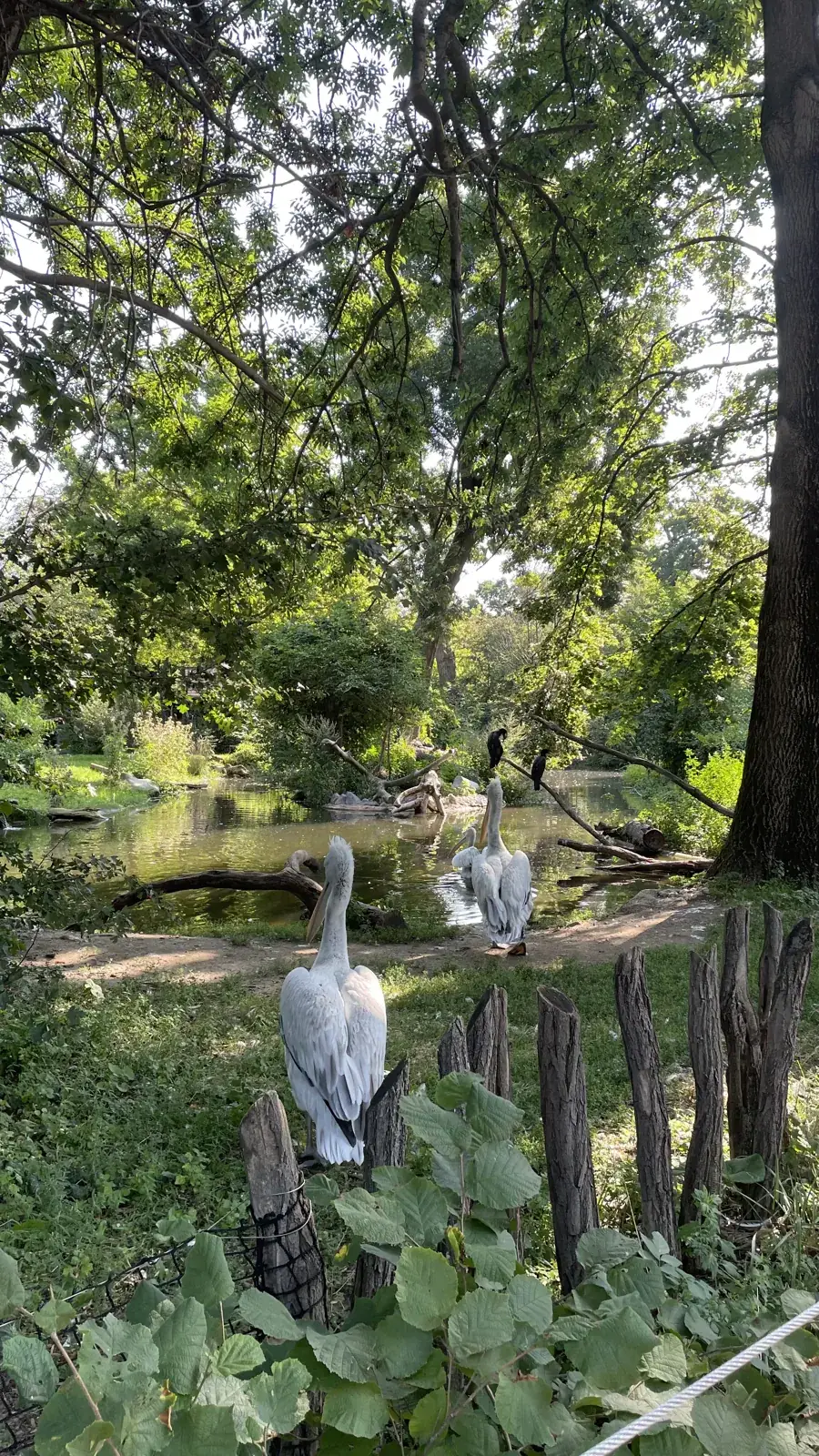 Pelicans beside a pond shaded by trees