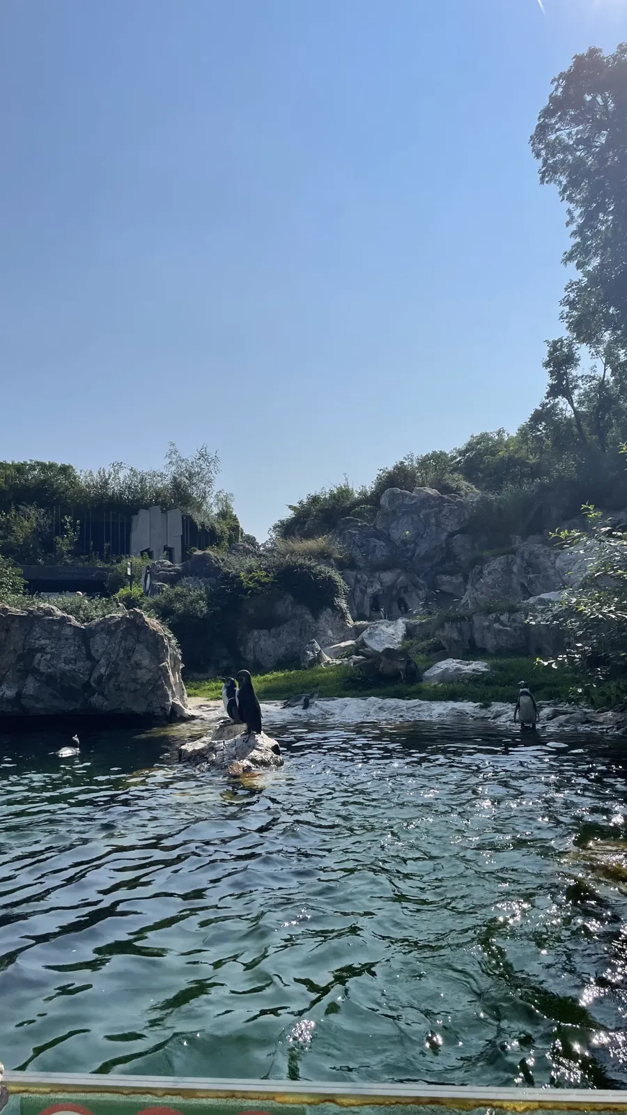 Penguins around an outdoor pool with rocks and greenery