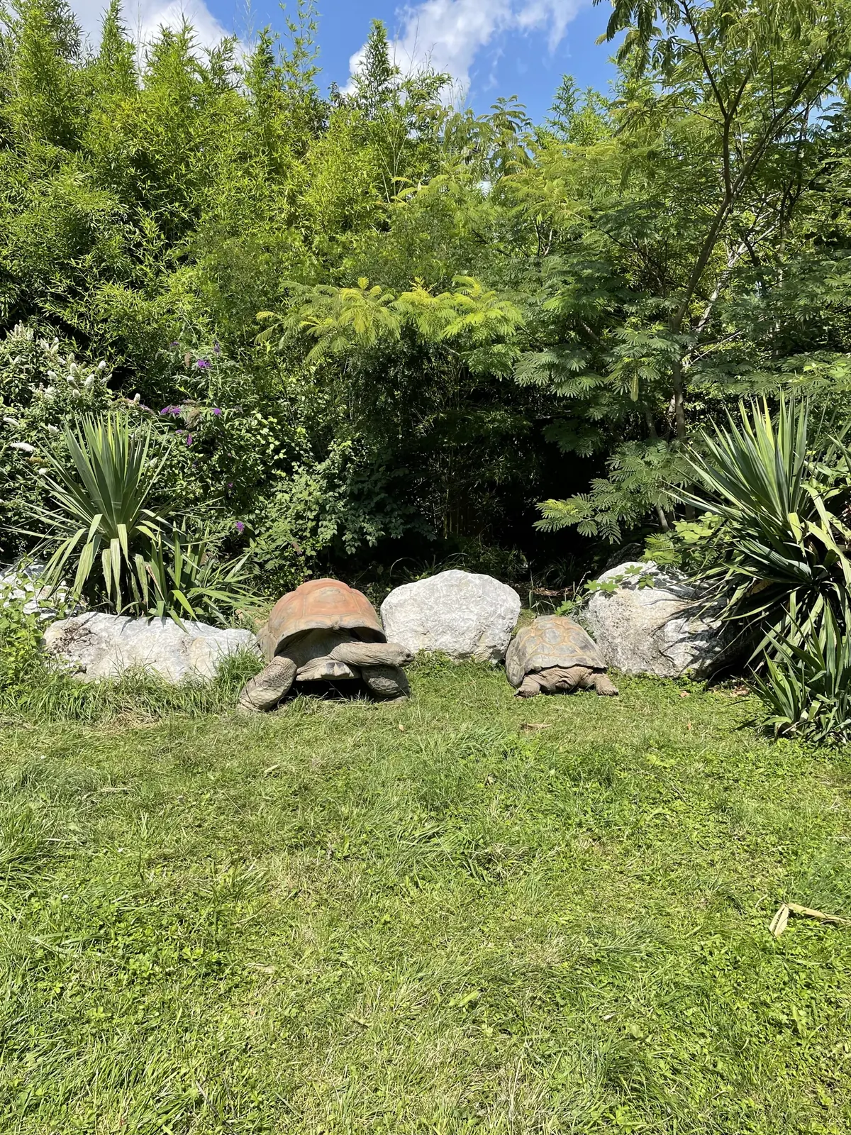 Two large tortoises among grass, rocks and plants